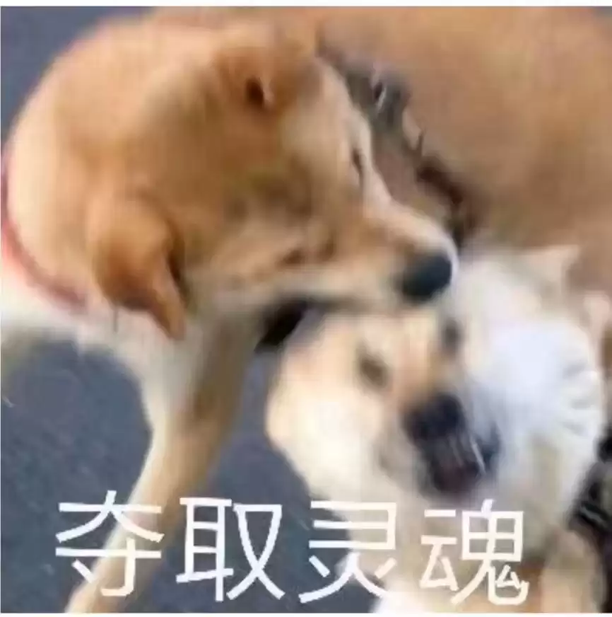 每日丑猫(16)