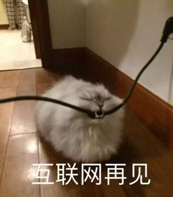 每日丑猫(16)
