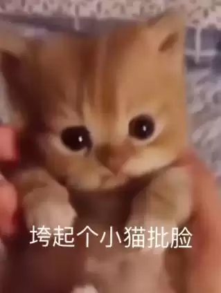 每日丑猫(16)