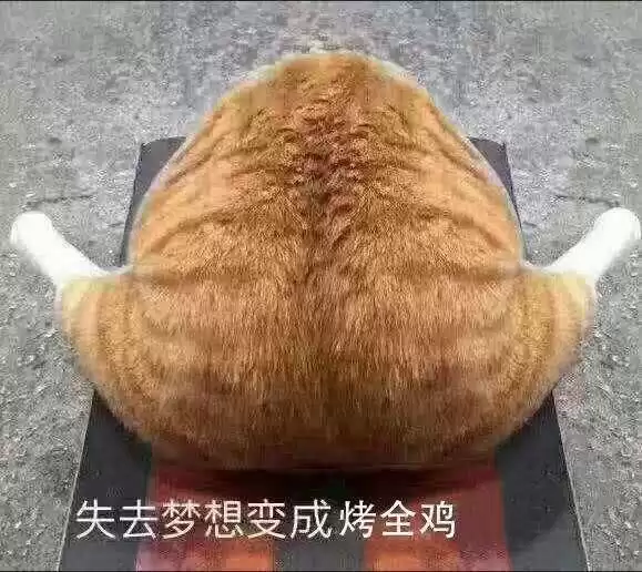 每日丑猫(16)