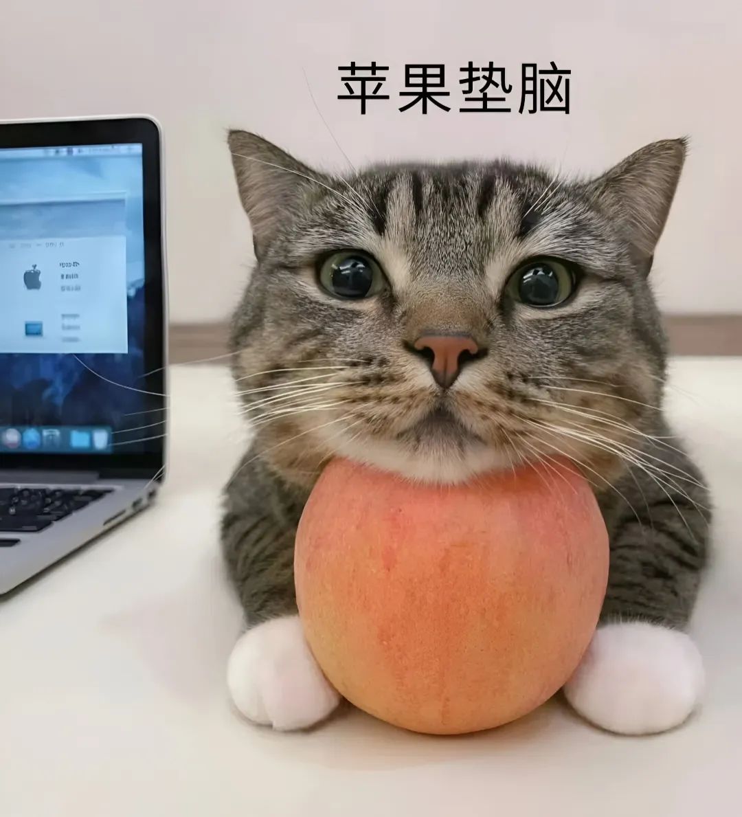 今日吊图(253)