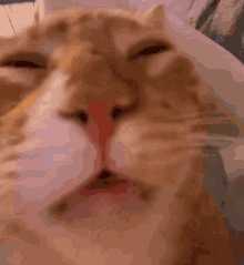 每日丑猫(17)