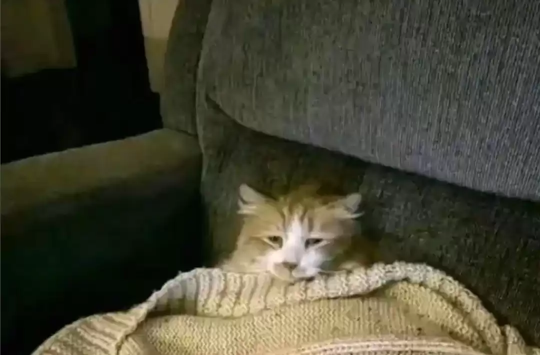每日丑猫(17)