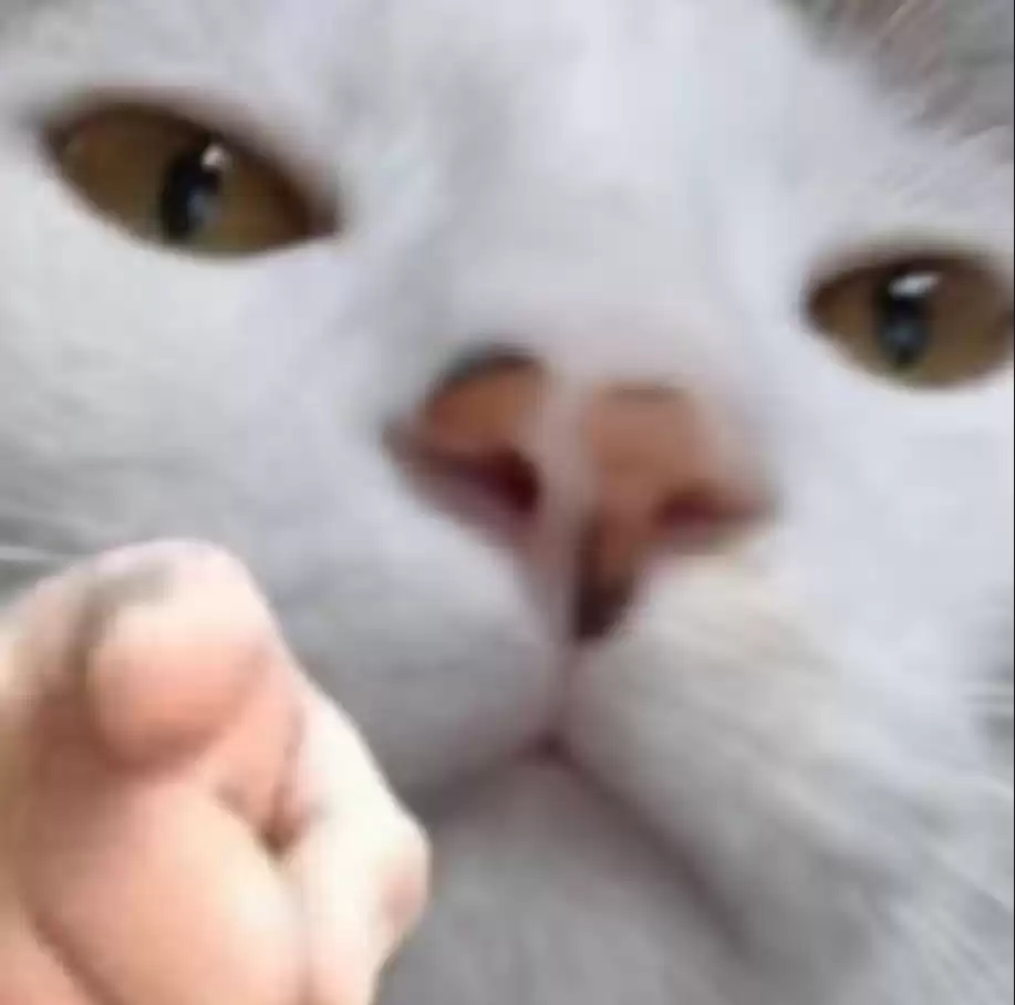 每日丑猫(17)