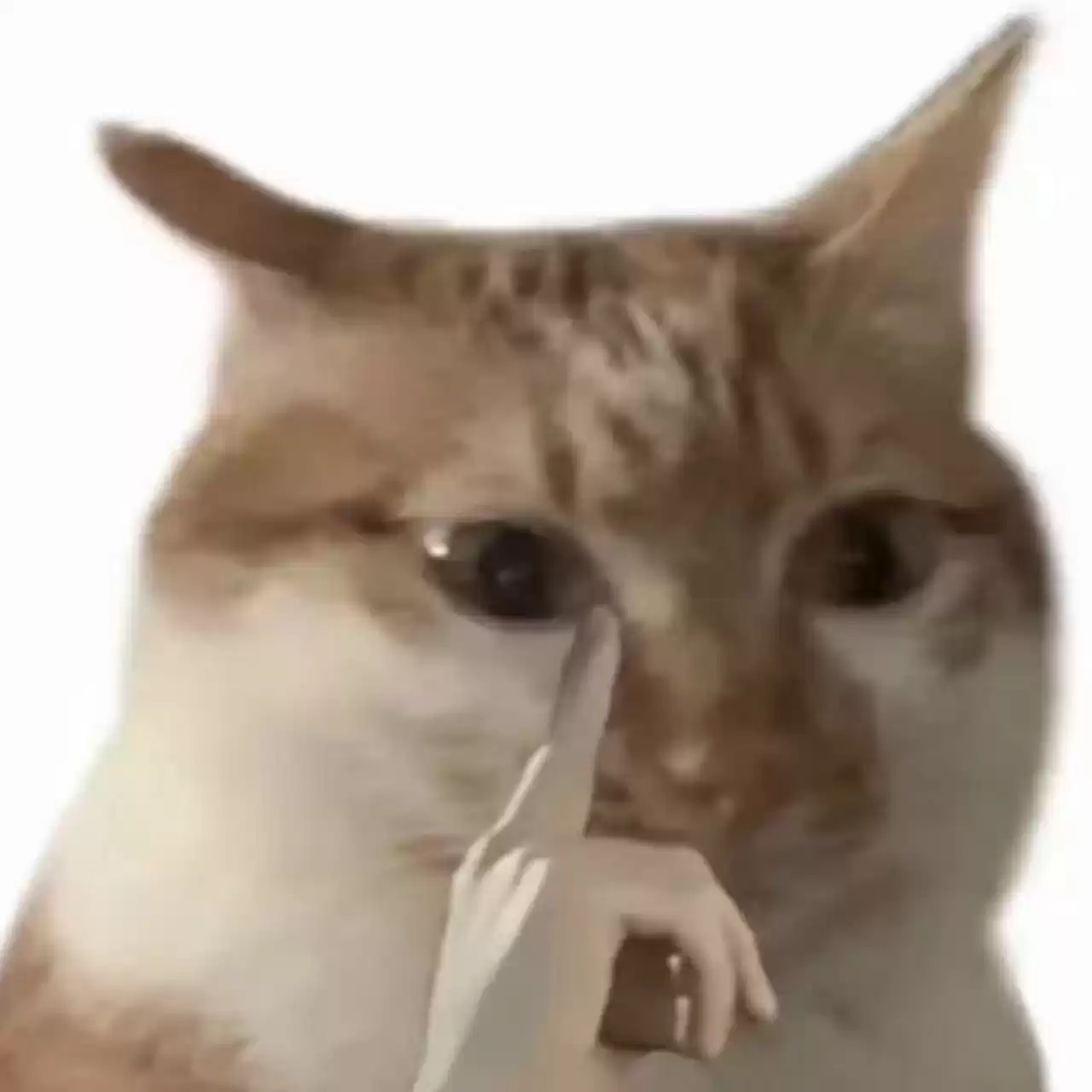 每日丑猫(17)
