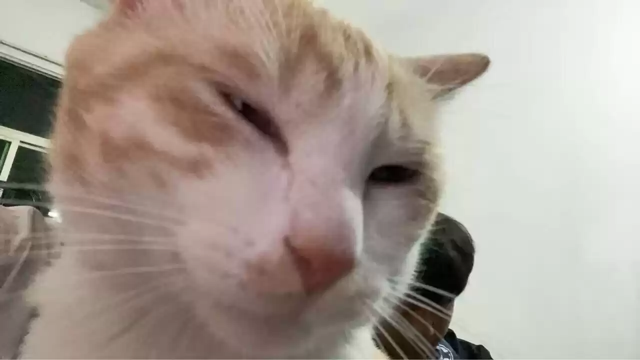 每日丑猫(18)