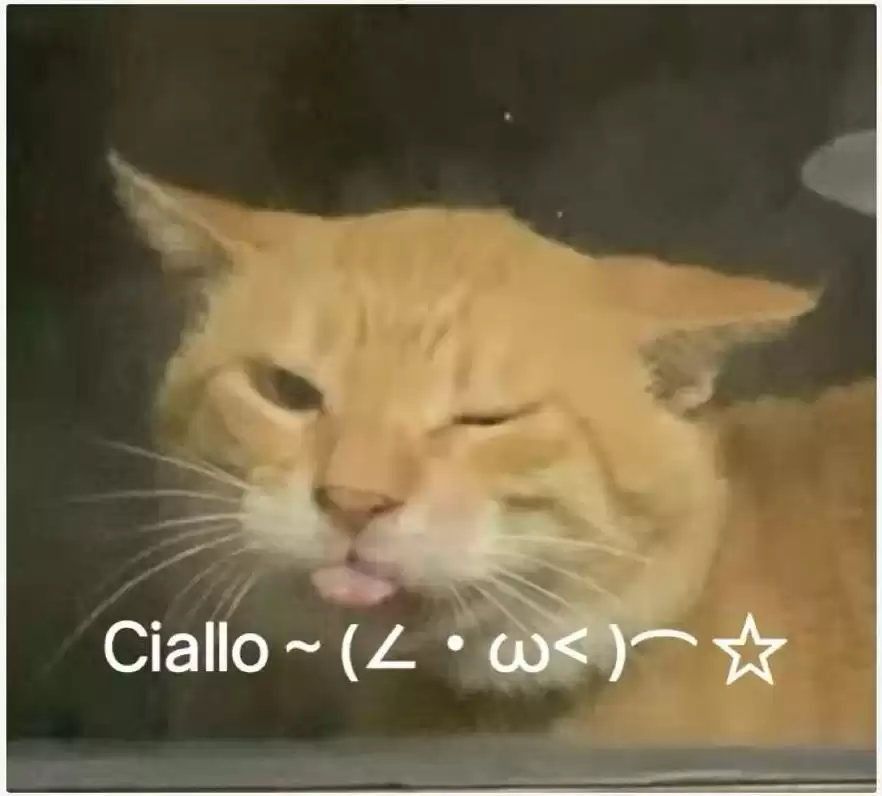 每日丑猫(18)