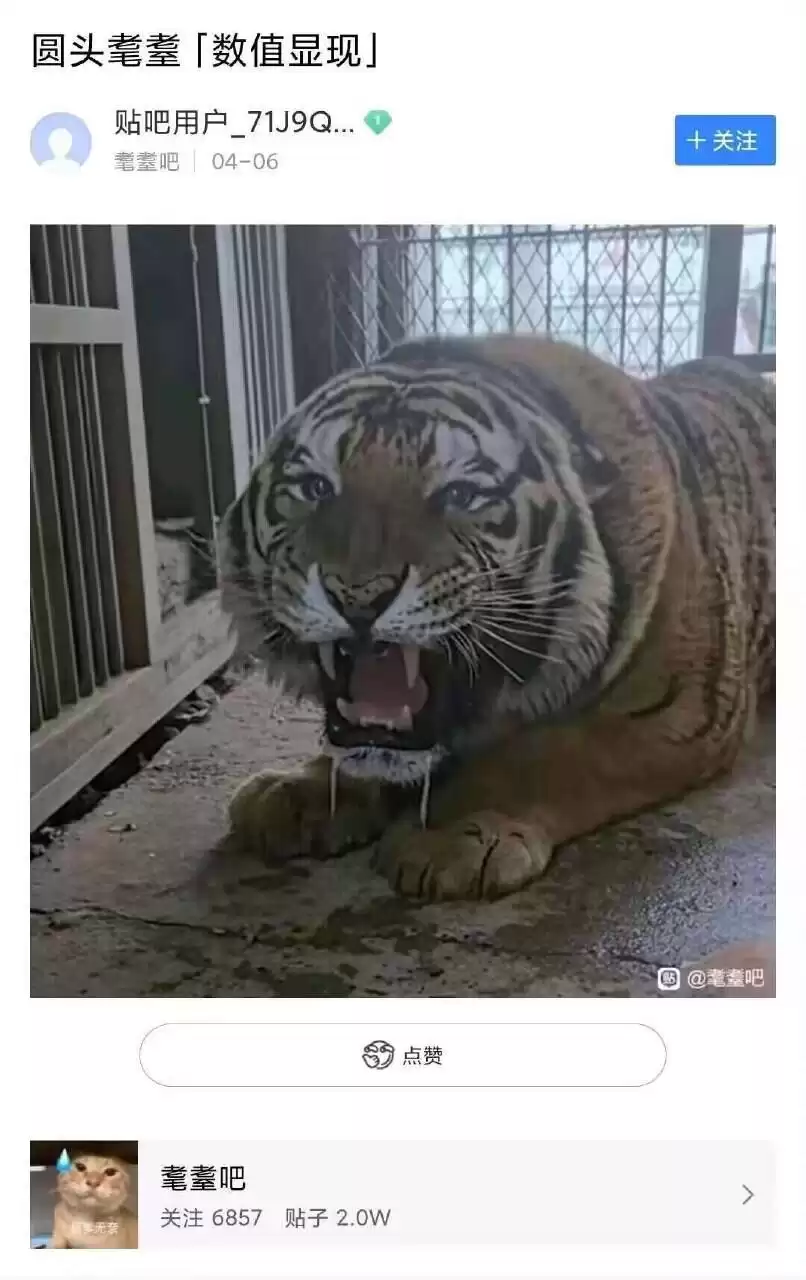 每日丑猫(18)