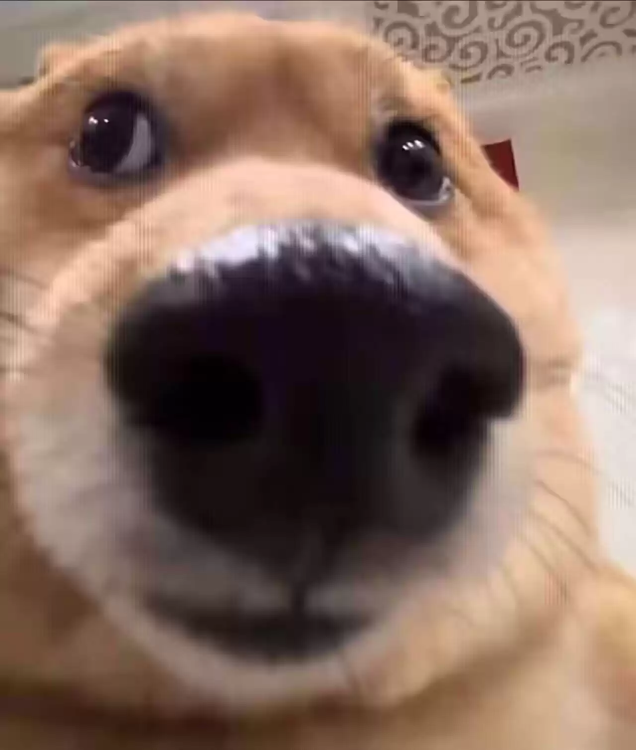 每日丑猫(18)