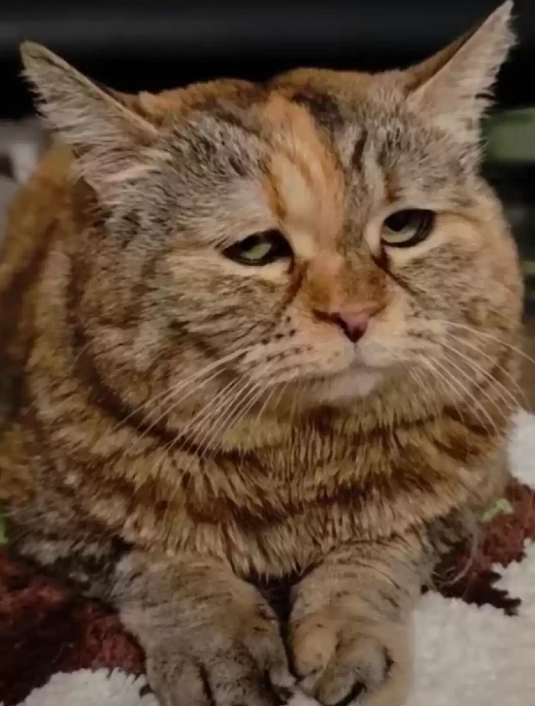 每日丑猫(18)