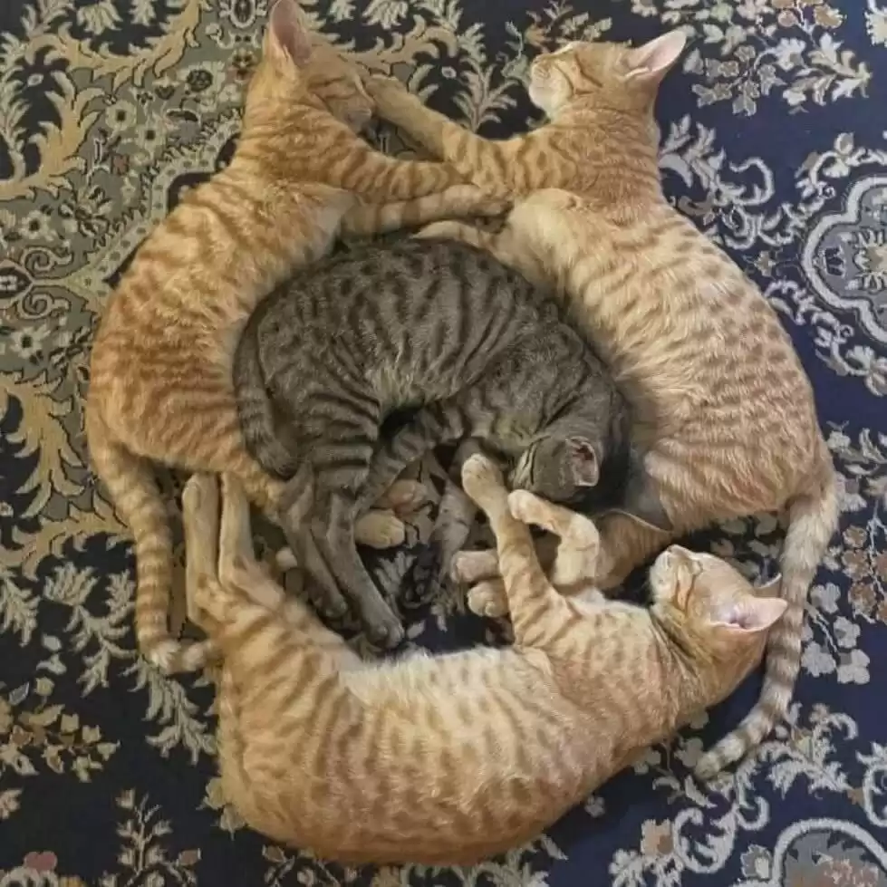 每日丑猫(18)