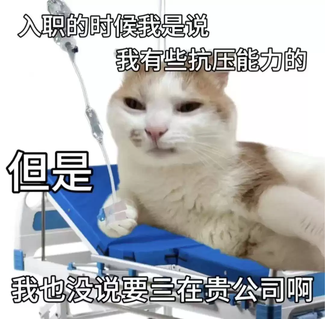 每日丑猫(18)