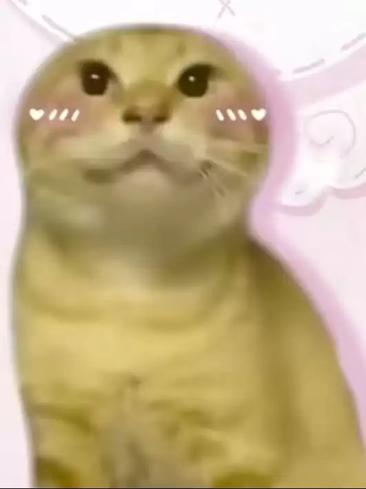 每日丑猫(18)