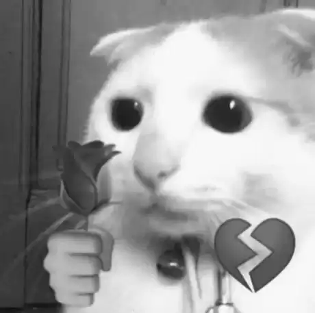每日丑猫(18)
