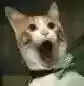 每日丑猫(18)