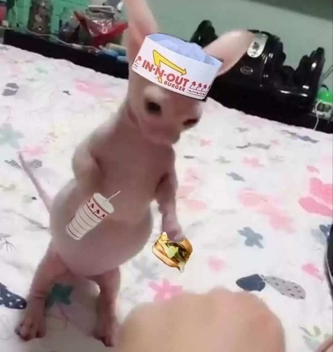 每隔日丑猫(19)