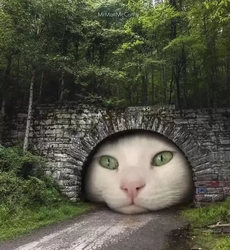每隔日丑猫(19)