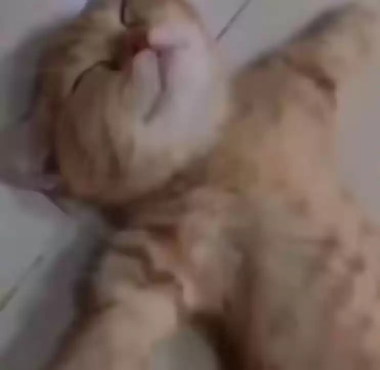 每隔日丑猫(19)
