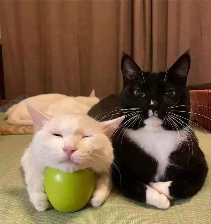 每隔日丑猫(19)