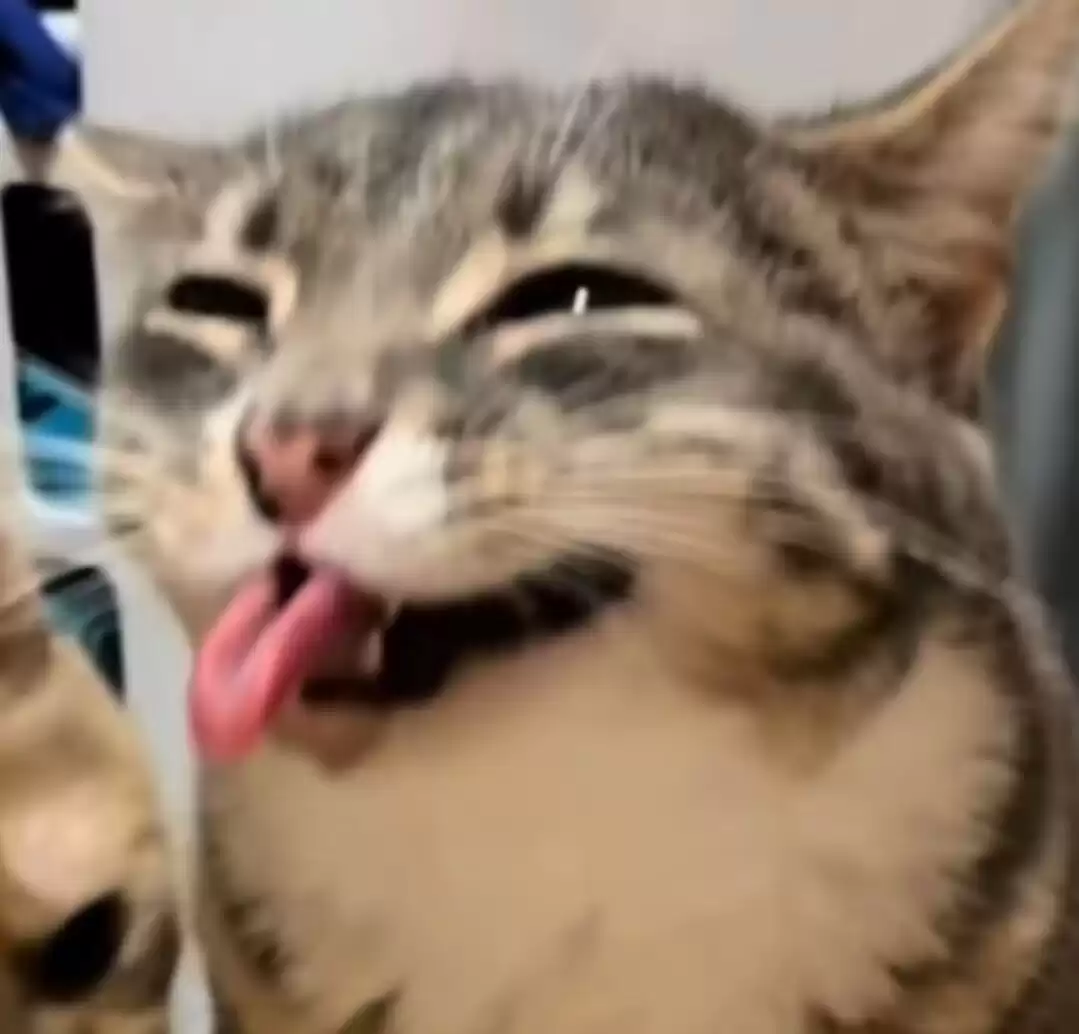 每隔日丑猫(19)