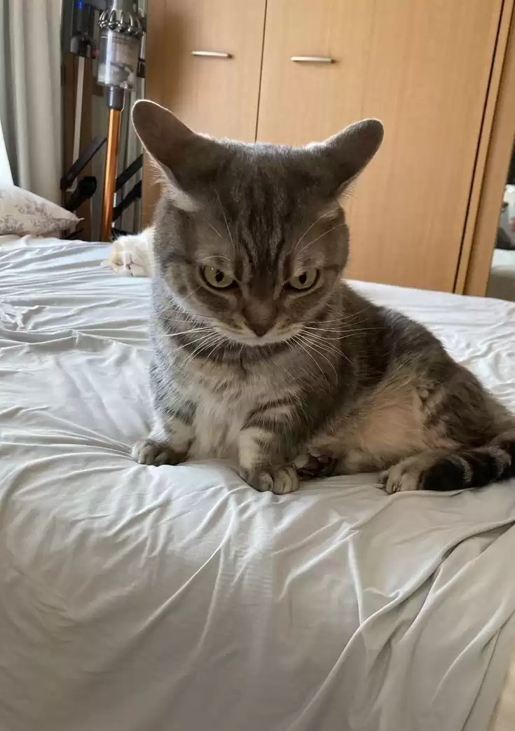 每隔日丑猫(19)