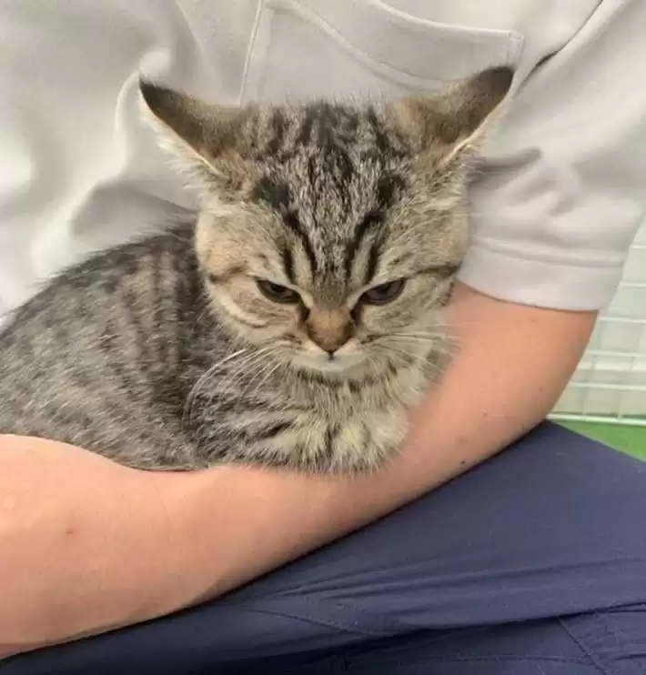 每隔日丑猫(19)