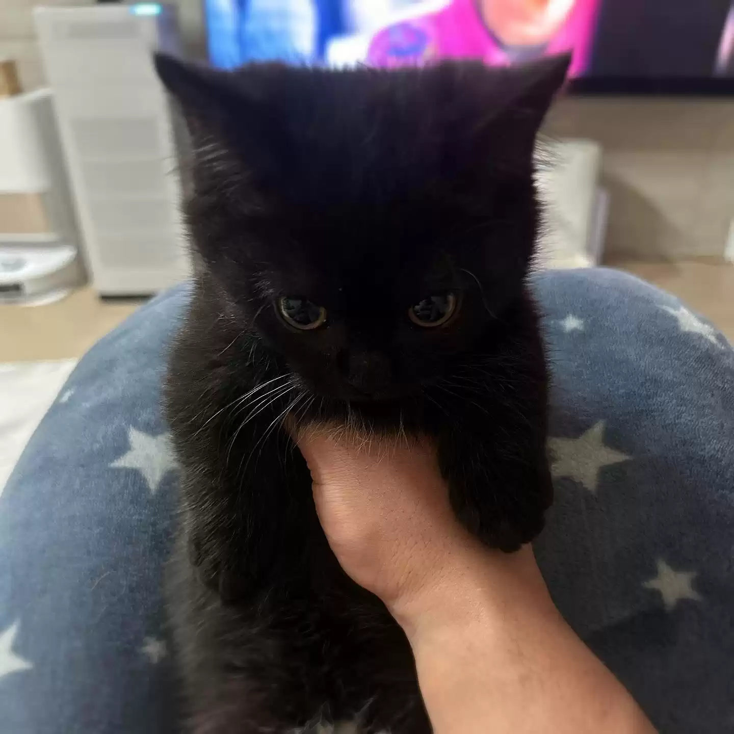 每隔日丑猫(19)
