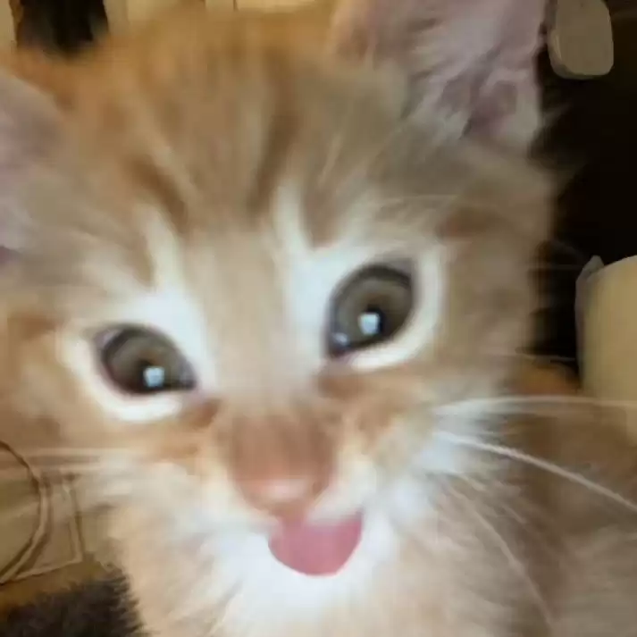 每隔日丑猫(19)