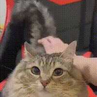 每隔日丑猫(19)