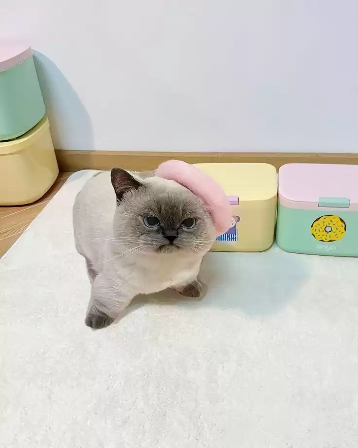 每隔日丑猫(19)