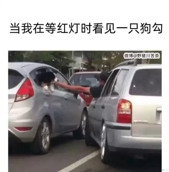 每日吊图(257)