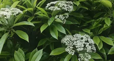 真得搞一个高校石楠花排行榜