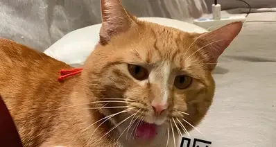 为啥会有人喜欢闻臭袜子？