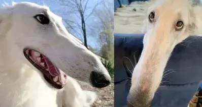 [奇怪生物日志特刊]你认得表情包里，鼻子这么长的狗狗吗?