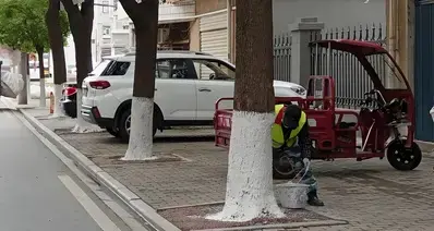 为什么路边的树上，下半截要涂一层白白的油漆？