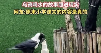 广州野外惊现“投石喝水”乌鸦：小学课文名场面成真
