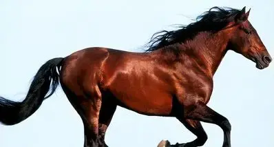 【冷百科】汗血宝马为何“汗如血”？还有，他们真的是好马吗？